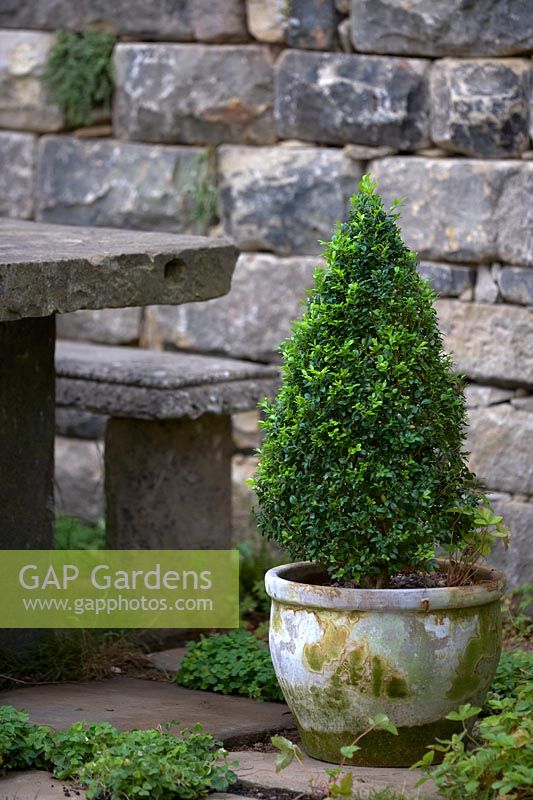 Turismo de Galicia: The Pazo's Secret Garden. Topiary Buxus in worn pot by stone seating. Designer: Rosie McMonigall. Sponsor: Turismo de Galicia, North Spain.