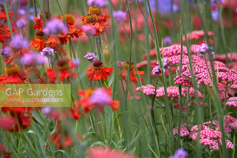 Colour Box Garden.  Border with Helenium 'Moerheim Beauty', Verbena bonariensis and deep pink achillea. Designers: Charlie Bloom and Simon Webster. Sponsors: Stark and Greensmith, London Stone, Burnham Landscapes, Rolawn, The Build Team, GeoMet Seating. 
