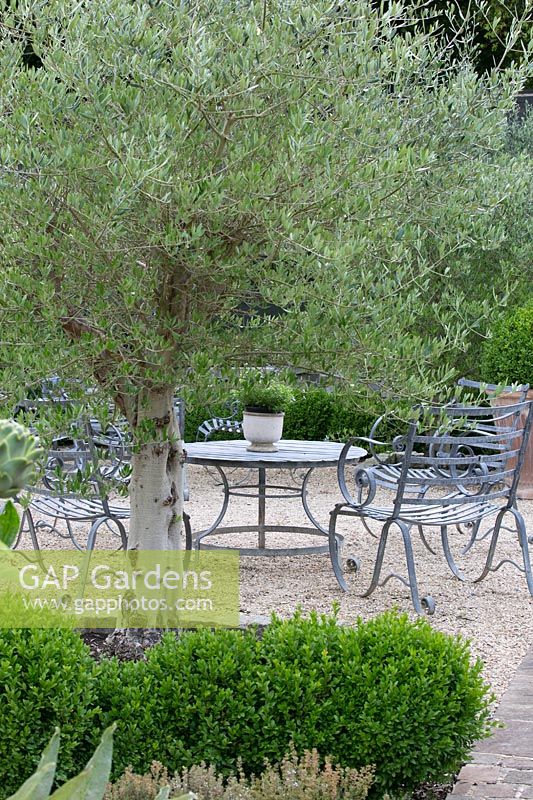 Seating area with olive tree