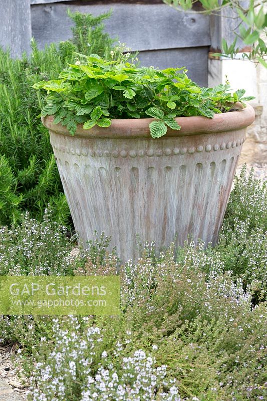 Container with Fragaria and Thymus at the foot.