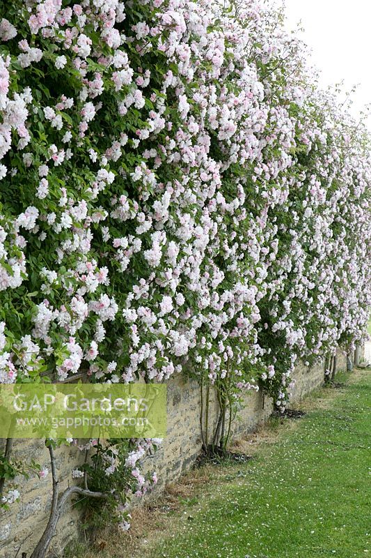 Wall with climbing rose