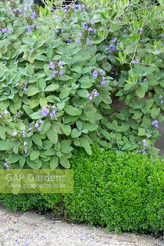 Salvia officinalis and Buxus sempervirens 