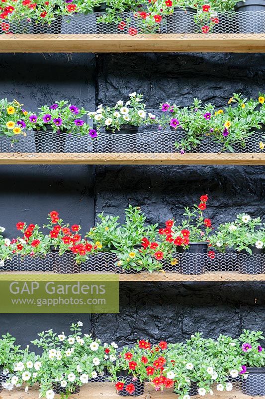 Calibrachoa Theatre: Treated timber shelves against black painted wall. Calibrachoa 'Callie White' syn. C. 'Cabaret White', C.'Balcabwit', Calibrachoa 'Callie Scarlet', syn , C. Cabaret 'Bright Red', 'Balcabrite', Calibrachoa 'Callie Purple', syn C. 'Cabaret Deep Blue', 'Balcabdebu', Calibrachoa 'Callie Yellow', syn C. Cabaret deep Yellow' 'Balcabdepy'. Veddw House Garden, Monmouthshire, South Wales.  Garden created by Anne Wareham and Charles Hawes.