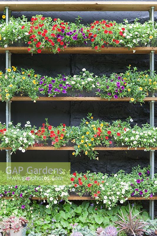 Calibrachoa Theatre: Treated timber shelves against black painted wall. Calibrachoa 'Callie White' syn. C. 'Cabaret White', C.'Balcabwit', Calibrachoa 'Callie Scarlet', syn , C. Cabaret 'Bright Red', 'Balcabrite', Calibrachoa 'Callie Purple', syn C. 'Cabaret Deep Blue', 'Balcabdebu', Calibrachoa 'Callie Yellow', syn C. Cabaret deep Yellow 'Balcabdepy'. Veddw House Garden, Monmouthshire, South Wales. Garden created by Anne Wareham and Charles Hawes.
