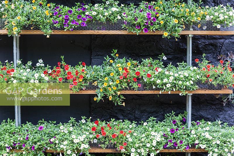 Calibrachoa Theatre: Treated timber shelves against black painted wall. Calibrachoa 'Callie White' syn. C. 'Cabaret White', C.'Balcabwit', Calibrachoa 'Callie Scarlet', syn , C. Cabaret 'Bright Red', 'Balcabrite', Calibrachoa 'Callie Purple', syn C. 'Cabaret Deep Blue', 'Balcabdebu', Calibrachoa 'Callie Yellow', syn C. Cabaret deep Yellow 'Balcabdepy'. Veddw House Garden, Monmouthshire, South Wales. Garden created by Anne Wareham and Charles Hawes.

