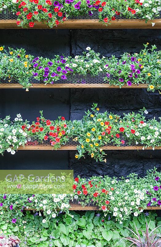Calibrachoa Theatre: Treated timber shelves against black painted wall. Calibrachoa 'Callie White' syn. C. 'Cabaret White', C.'Balcabwit', Calibrachoa 'Callie Scarlet', syn , C. Cabaret 'Bright Red', 'Balcabrite', Calibrachoa 'Callie Purple', syn C. 'Cabaret Deep Blue', 'Balcabdebu', Calibrachoa 'Callie Yellow', syn C. Cabaret deep Yellow' 'Balcabdepy'. Veddw House Garden, Monmouthshire, South Wales. Garden created by Anne Wareham and Charles Hawes.

