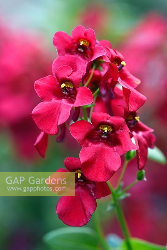 Diascia flying colours Red