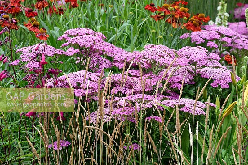 Achillea 'Lilac Beauty' with Calamagrostis 'Karl Foerster'