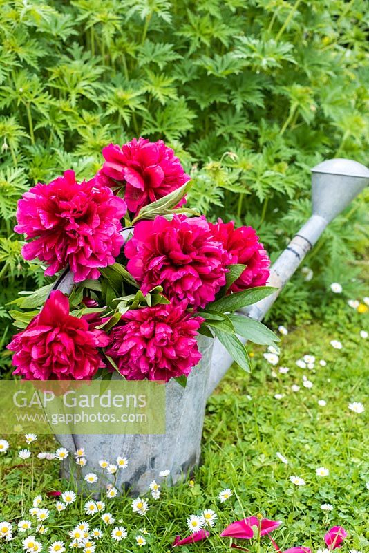 Paeonia officinalis rubra plena in old watering can