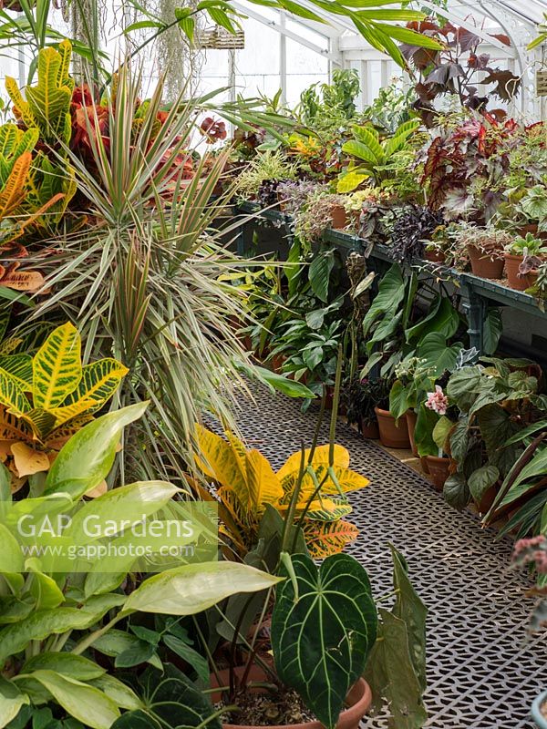 Greenhouse combination of houseplants - tender perennials, exotic and tropical collection