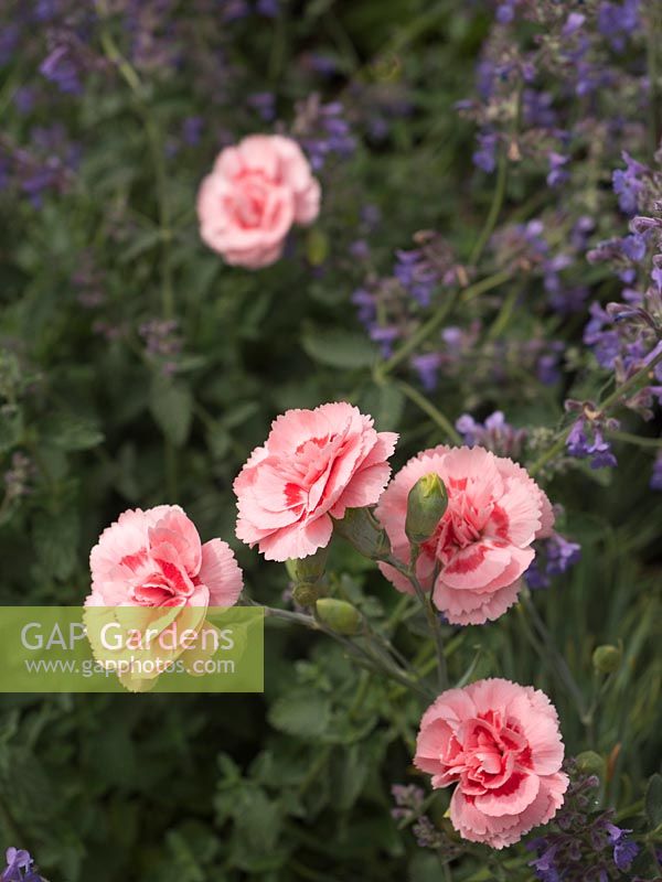 Dianthus Doris' with Nepeta 'Six Hills Giant' - perennials to resist drought