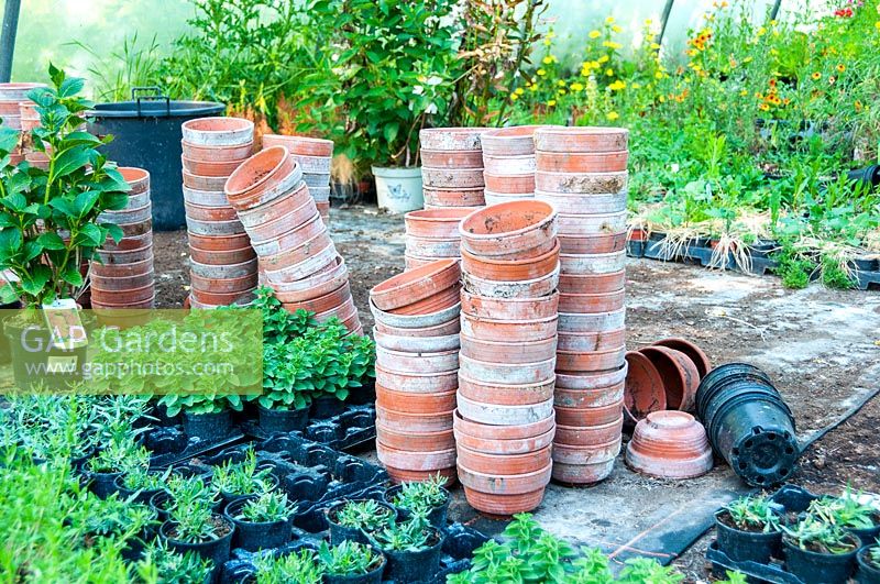 Terracotta flowerpots in a greenhouse