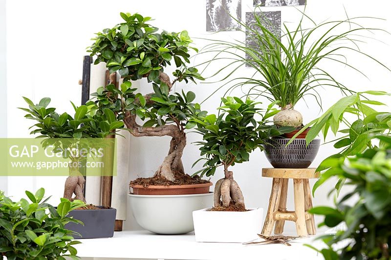 Ficus 'Ginseng' and Beaucarnea recurvata in indoor display