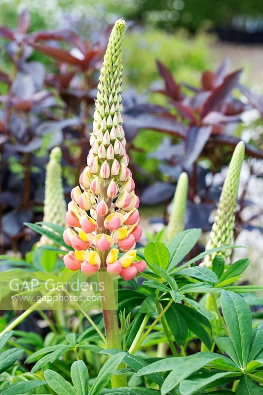 Lupinus 'Gladiator' - Lupin flowering in May