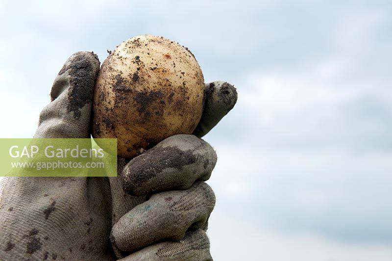'Frieslander' potatoes being harvested.