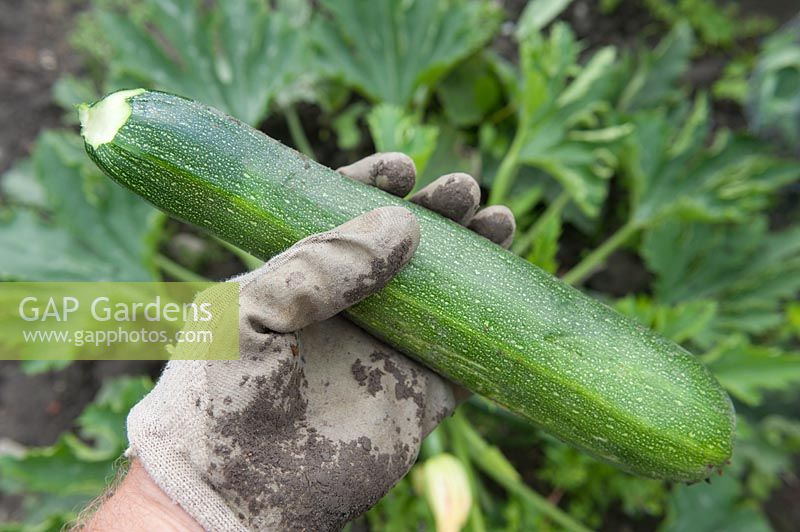 Courgette being harvested.