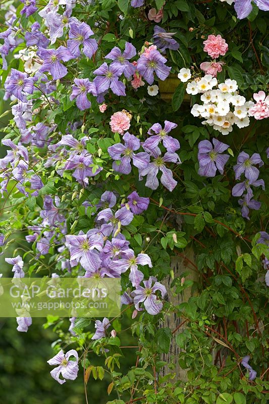Clematis 'Emilia Plater' with Dog rose - Rosa canina and Rosa 'Francois Juranville'