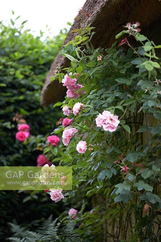 Rosa 'Kathleen Harrop' climbing up wall of thatched cottage