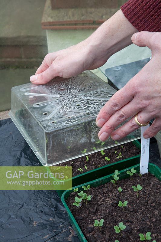 Placing plastic cover over seedlings in trays, matching tray cover, greenhouse bench
