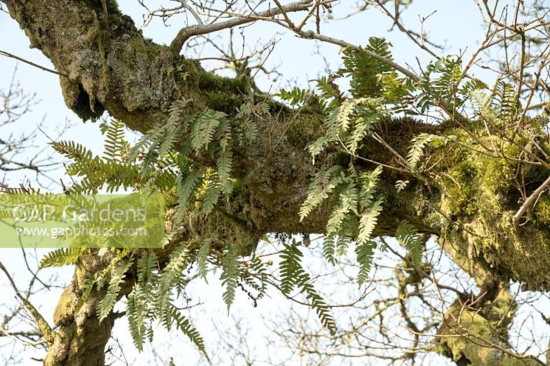 Epiphytic ferns and lichen on old tree, Wistman's Wood, Dartmoor, Devon
