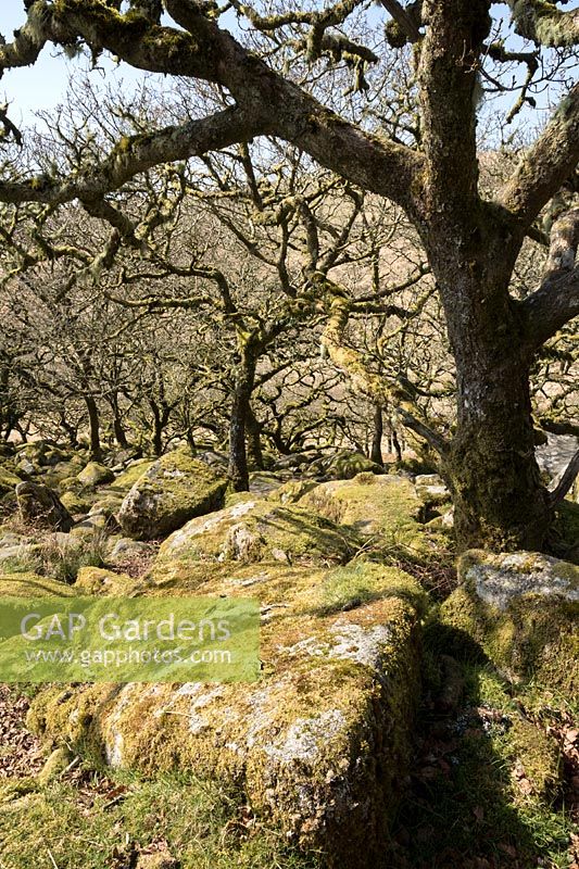 Mossy boulders and sessile oaks in Wistman's Wood, Dartmoor, Devon