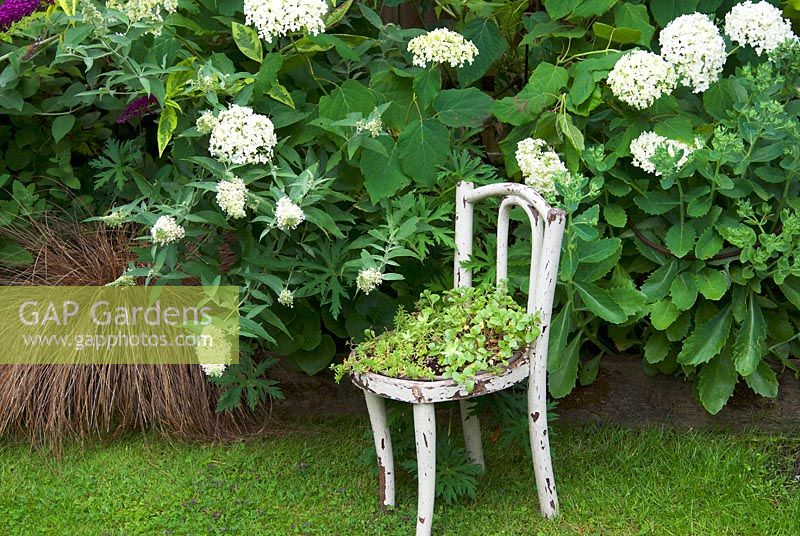 Hydrangea arborescens 'Annabelle' in border with planted white seat