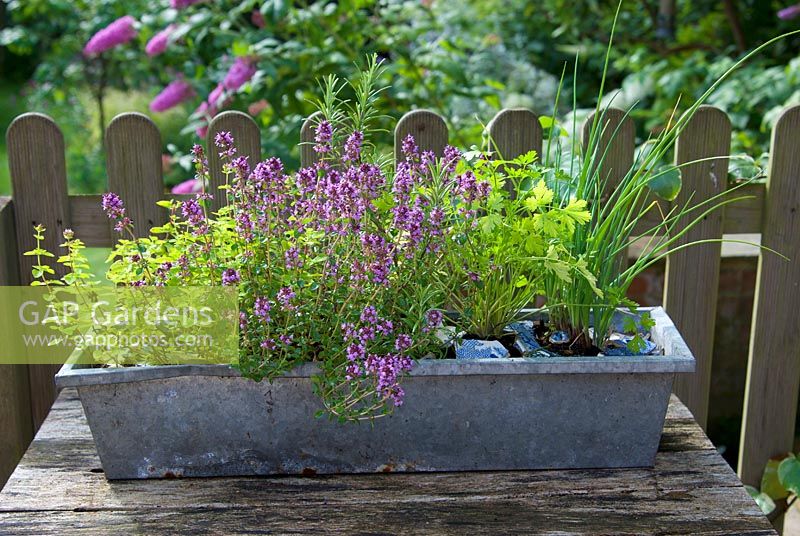 Herbs in galvanised window box on wooden table