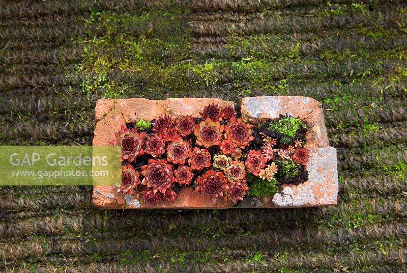 Red houseleeks in old brick with moss