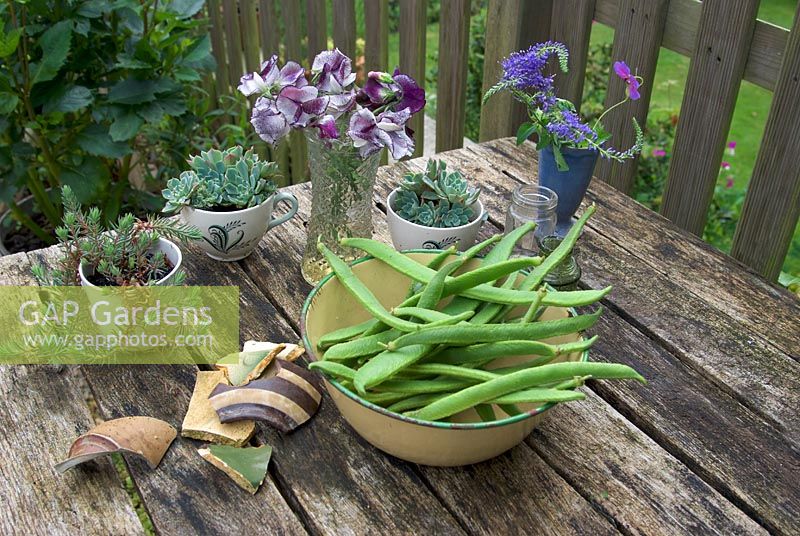 Picked runner beans on garden table with sweet peas and succulents