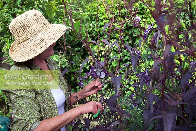 Julia Boulton cutting sweet peas in her garden