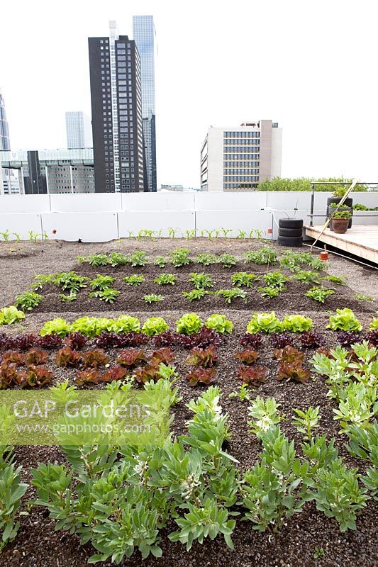 Overview with vegetables on the rooftop kitchen garden in the centre of Rotterdam, Holland.