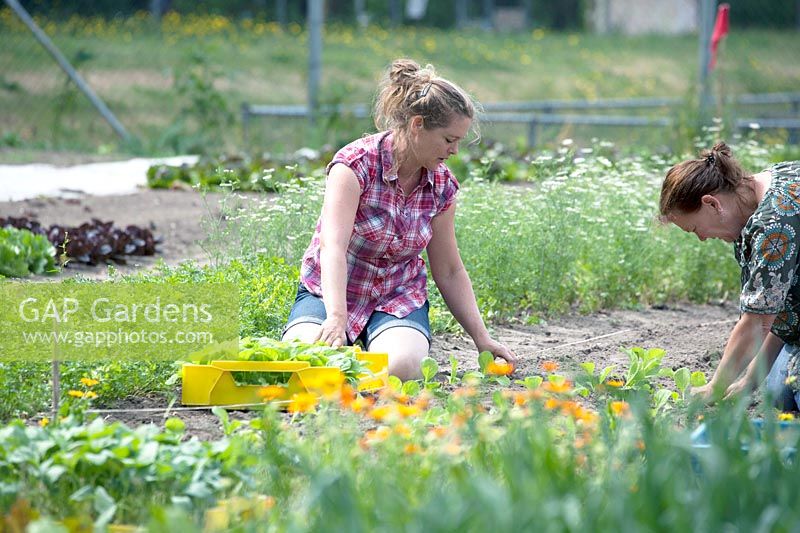Jessica Zwartjes and volunteer planting in the communal garden.