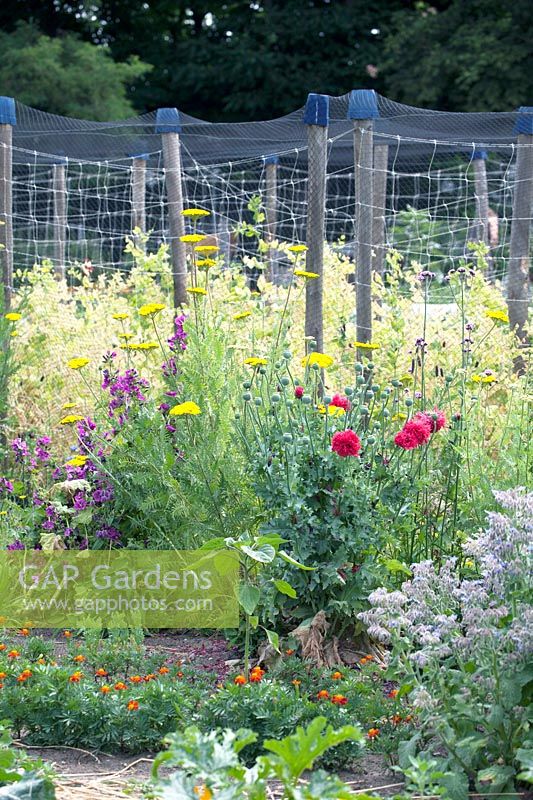 Overview garden with beans, courgettes flowers and wild flowers.