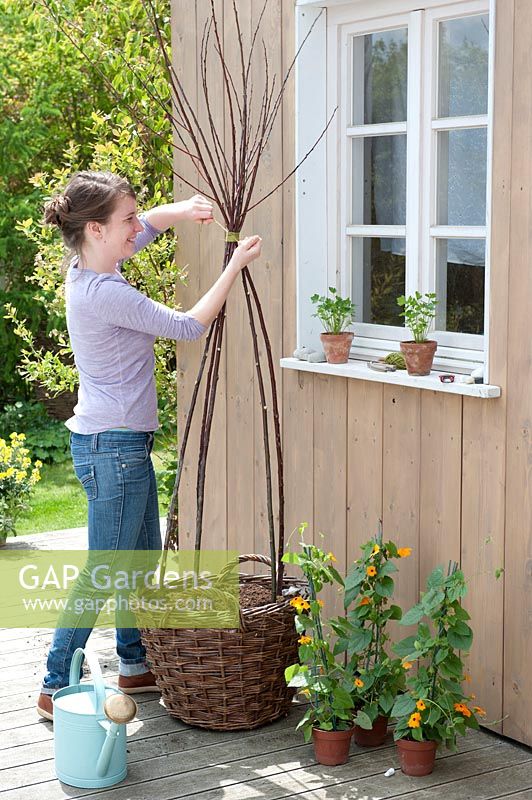 Creating a teepee plant support for Thunbergia