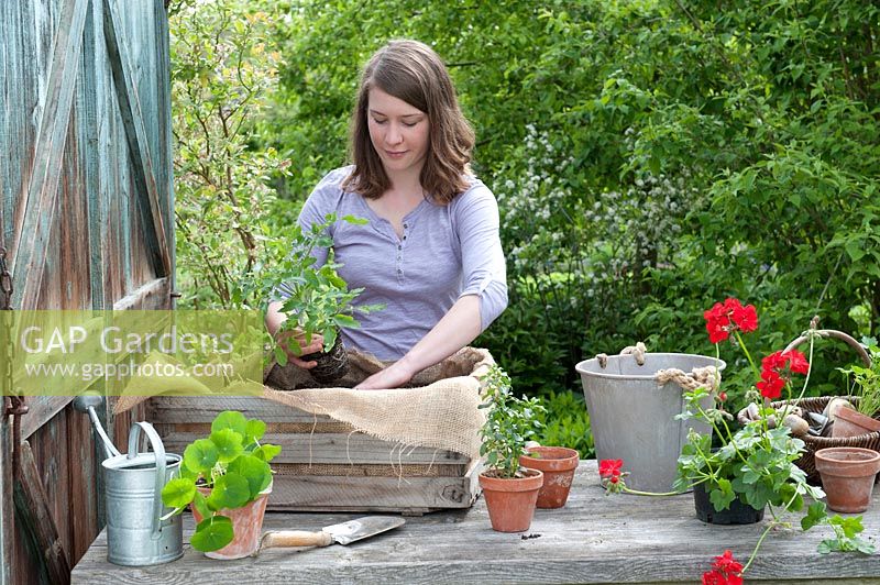 Planting an old wooden crate with tomatoes and pelargoniums