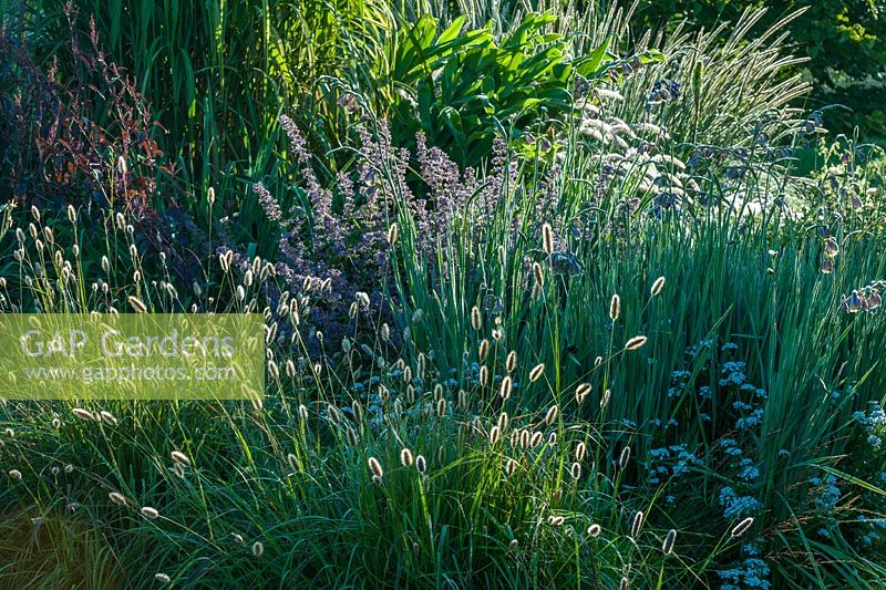 Mixed border with Pennisetum messiacum 'Red Buttons' at Marchants