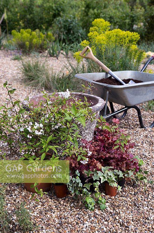Materials required to plant stone container including Ivy, Deutzia Lemoinei and Heuchera 'Boysenberry'