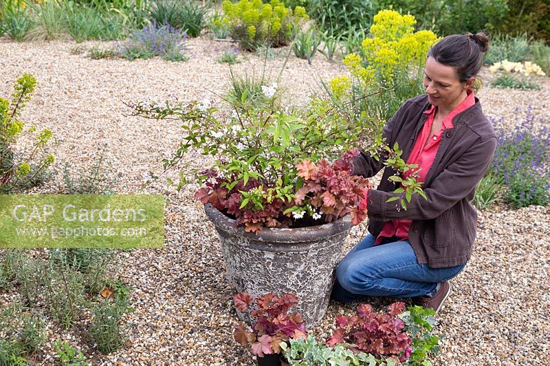 Woman planting Heuchera 'Boysenberry' into stone container