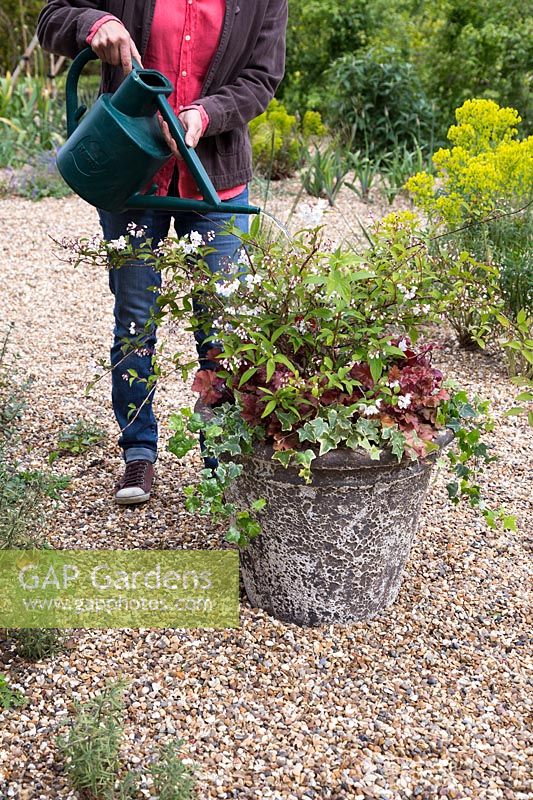 Watering freshly planted stone container with Ivy, Deutzia Lemoinei and Heuchera 'Boysenberry'