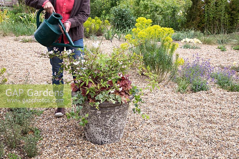 Watering freshly planted stone container with Ivy, Deutzia Lemoinei and Heuchera 'Boysenberry'