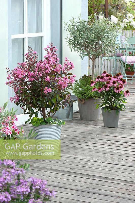 Lagerstroemia indica 'Rhapsody in Pink' in containers on deck