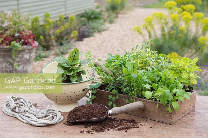 Ingredients needed to create herb hanging colander filled mixed salad and herbs