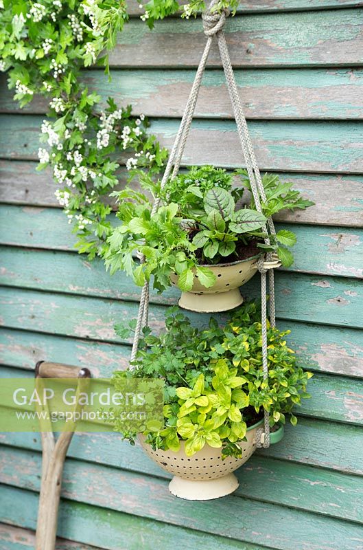 Hanging colander filled with mixed salad and herbs