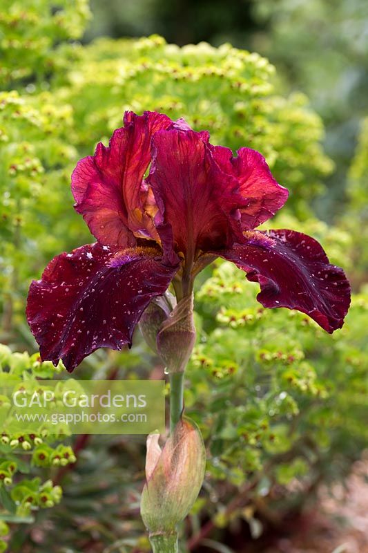 Iris germanica 'Sultans Palace'