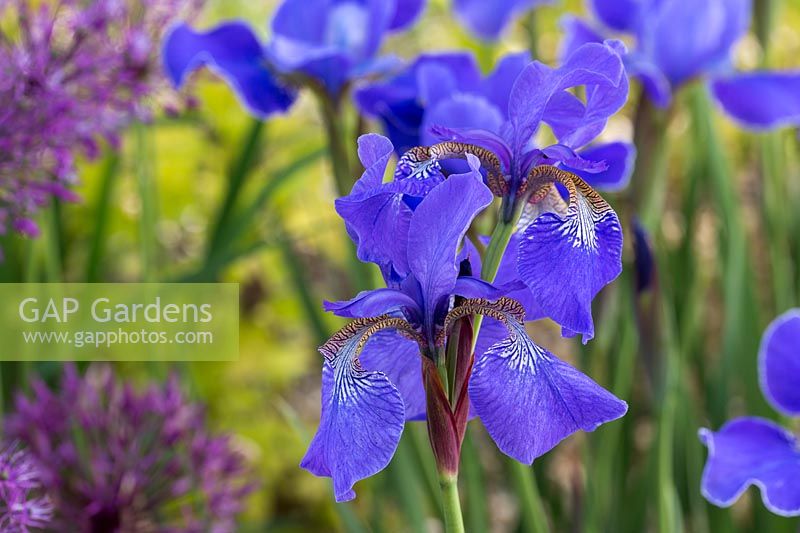Iris siberica 'Persimmon'