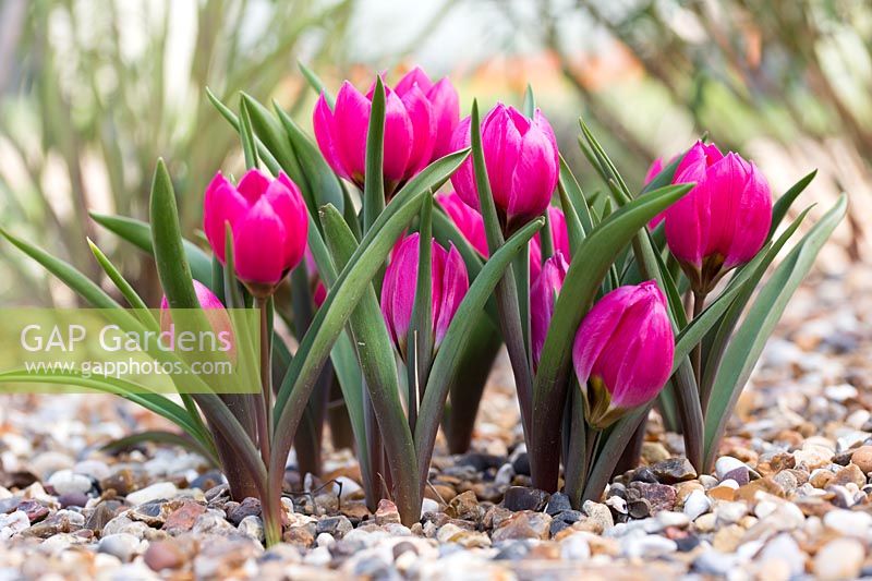 Tulipa humilis Violacea Group 'Black Base' 9