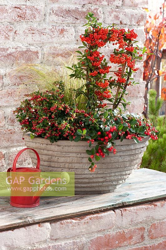 Autumn planter with Pyracantha and Gaultheria procumbens