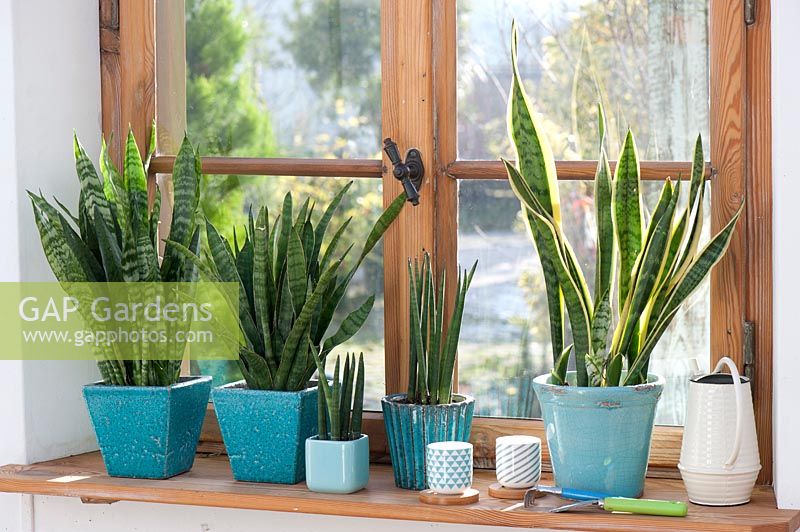 Sansevieria zeylanica, S cylindrica and S trifasciata in turquoise pots