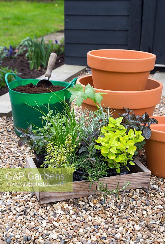 Ingredients needed to construct Tiered Herb pots made with Lemon Variegated Thyme, Curry Plant, Chives, Rosemary 'Fota Blue', Black Peppermint, Purple Sage, Variegated Applemint and Golden Marjoram