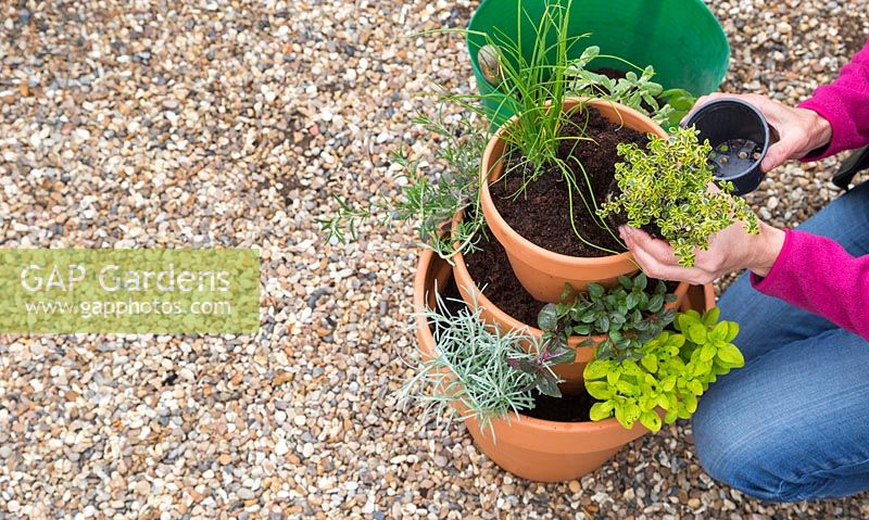 Planting herbs into tiered container